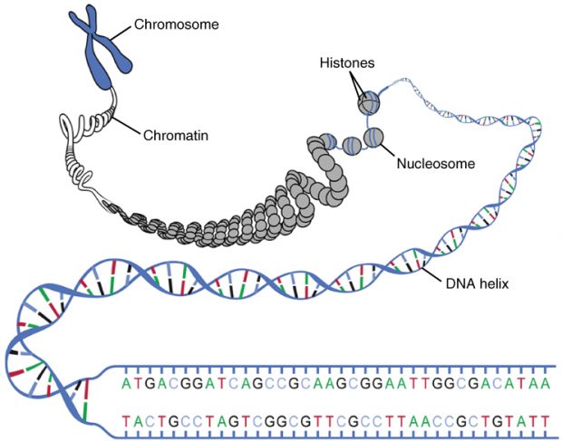 0321_dna_macrostructure