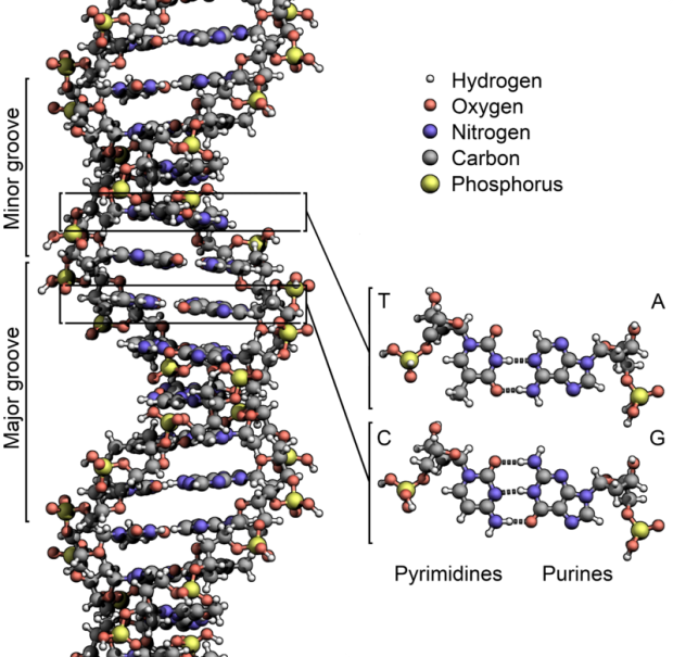 800px-dna_structurekeylabelled-pn_nobb